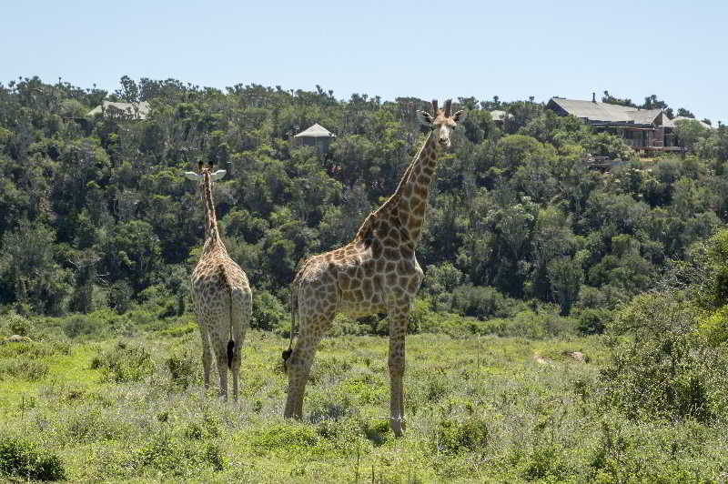 Kariega Game Reserve Bushman's River Mouth Kültér fotó